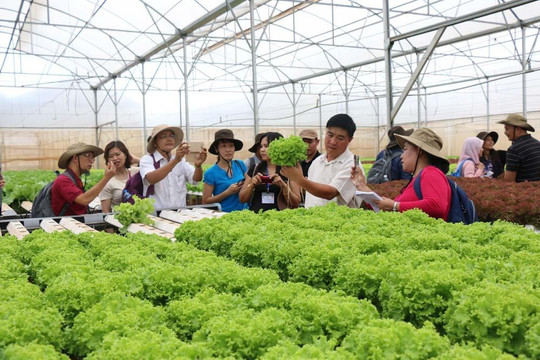 1.225 hợp tác xã nông nghiệp của Hà Nội tạo việc làm cho 33.400 người
