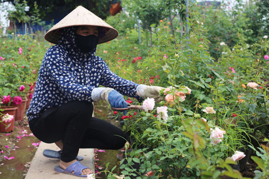 Huyện Mê Linh quy hoạch 135 vùng sản xuất nông nghiệp