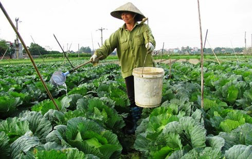 Thường Tín gieo trồng đạt 71,2% diện tích cây vụ đông