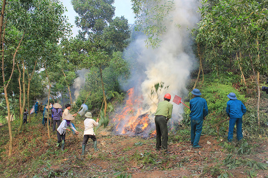 Chủ động các biện pháp phòng cháy, chữa cháy rừng mùa khô hanh
