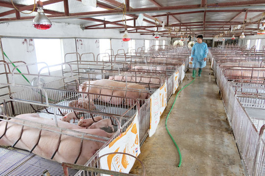 Quốc Oai tái đàn lợn đạt 80,2% kế hoạch