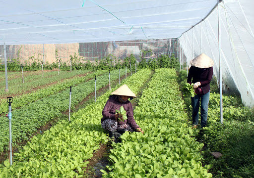 Gần 1.000 lượt nông dân Sóc Sơn được hỗ trợ sản xuất nông nghiệp an toàn