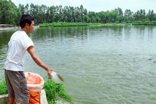 Diện tích nuôi trồng thủy sản của Thường Tín đạt 1.026ha