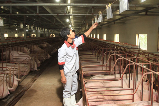 Đẩy mạnh tái đàn lợn tạo nguồn cung cho thị trường: Bảo đảm an toàn dịch bệnh
