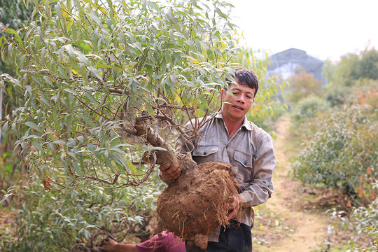 Người trồng đào Nhật Tân tất bật chuẩn bị cho Tết Nguyên đán 2021