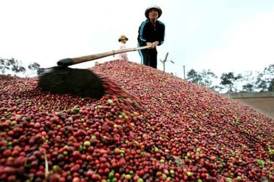 Xuất khẩu cà phê Việt Nam sẽ tăng vào dịp cuối năm