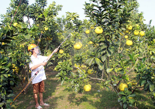 Hơn 200ha cây ăn quả ở Gia Lâm được cấp giấy chứng nhận VietGAP