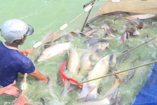 Nhân rộng nuôi trồng thủy sản theo hướng an toàn