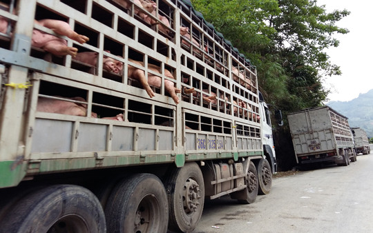 Kiểm soát vận chuyển lợn, sản phẩm từ lợn qua biên giới
