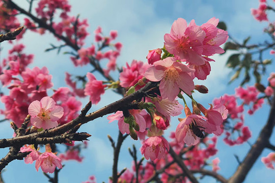 Hoa anh đào Nhật Bản bung nở tại công viên Hòa Bình
