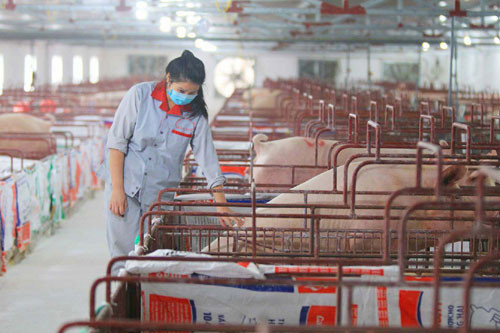Hà Nội có 5.351 trang trại chăn nuôi ngoài khu dân cư