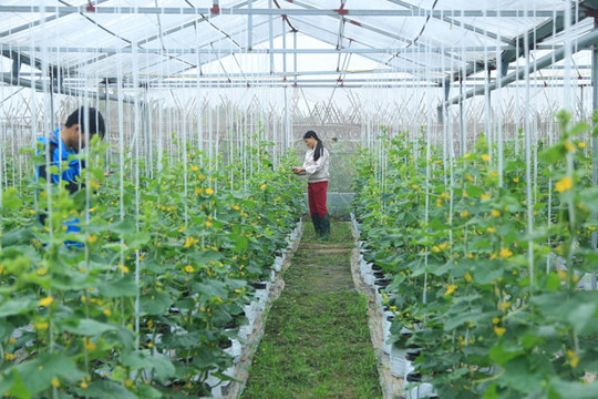 Ứng Hòa có 11 mô hình sản xuất nông nghiệp ứng dụng công nghệ cao