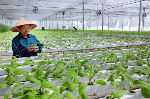 Phát triển đa dạng phương thức kinh doanh tiêu thụ nông sản theo chuỗi bền vững