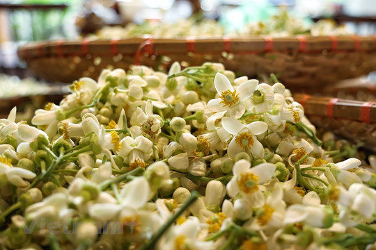 Chuyên gia hướng dẫn cách ướp trà hoa bưởi của người Hà Nội