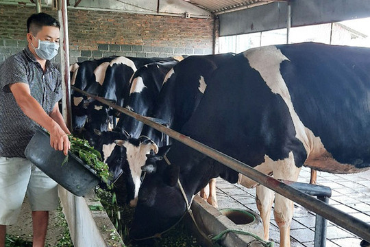 Chăn nuôi gia súc góp phần đổi thay Minh Châu