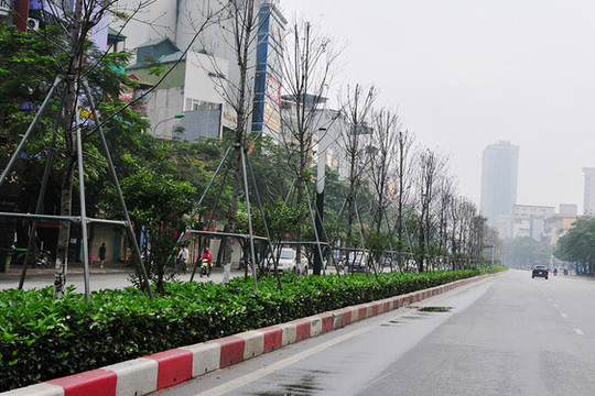 Trồng thay thế cây phong tại dải phân cách Nguyễn Chí Thanh - Trần Duy Hưng