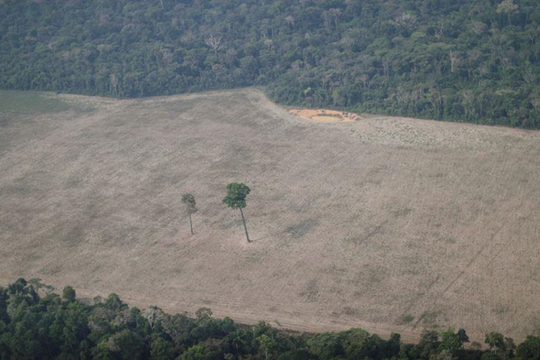 Brazil kêu gọi hỗ trợ 1 tỷ USD để chống nạn phá rừng Amazon