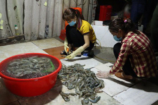 Bắt quả tang một cơ sở bơm tạp chất vào tôm tại quận Hoàng Mai