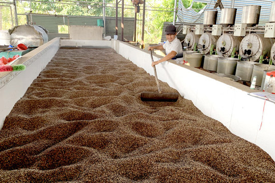 Quý I-2021, xuất khẩu cà phê đạt 771 triệu USD