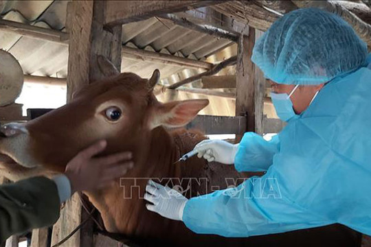 Huyện Chương Mỹ khống chế thành công ổ dịch viêm da nổi cục trên trâu, bò