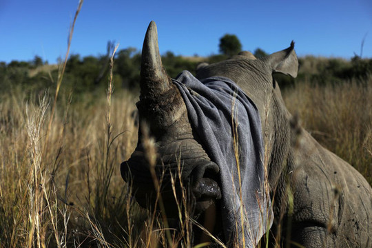 Nạn săn trộm tê giác tăng trở lại tại Nam Phi
