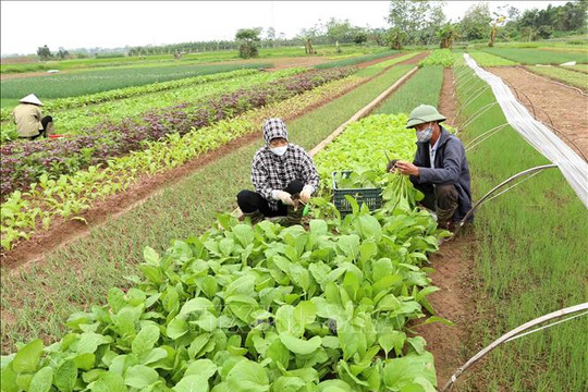 Hoài Đức hỗ trợ tiêu thụ nông sản cho nông dân