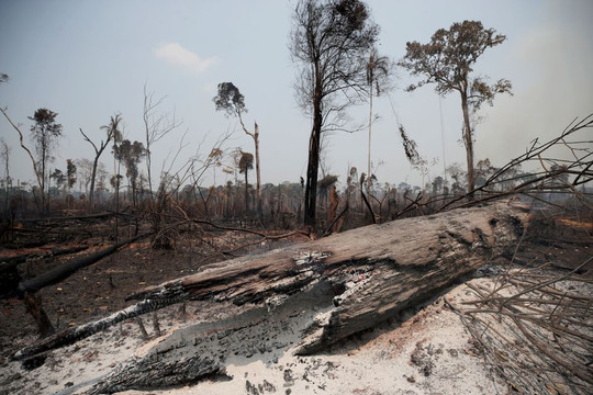 4 tháng đầu năm, 1.157km2 rừng Amazon tại Brazil bị tàn phá