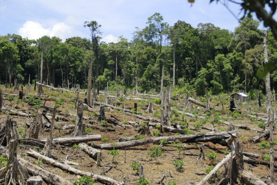 Người đứng đầu cấp ủy, chính quyền chịu trách nhiệm nếu để xảy ra tình trạng phá rừng