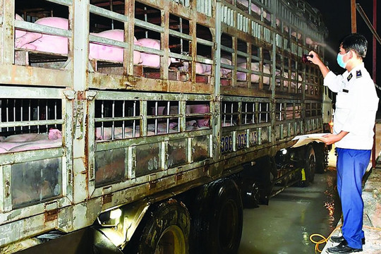 Tạm dừng nhập khẩu lợn sống từ Thái Lan vào Việt Nam để giết mổ làm thực phẩm