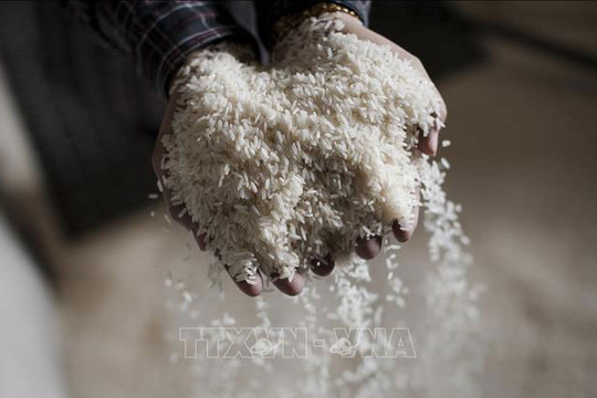 Nhập khẩu gạo Ấn Độ tăng đột biến, Bộ Công Thương vào cuộc kiểm tra