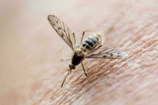 Trung Quốc xóa sổ bệnh sốt rét sau 70 năm dập dịch