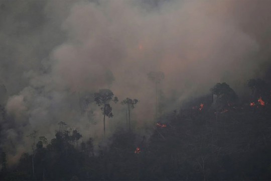 Cháy rừng Amazon tăng kỷ lục trong tháng 6