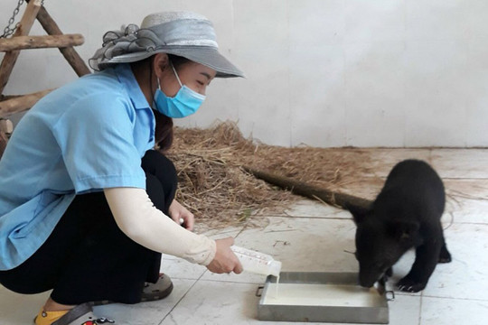 Trung tâm Cứu hộ động vật hoang dã Hà Nội: Nâng cao chất lượng công tác cứu hộ