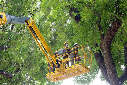 Hoàn thành cắt tỉa cây xanh phòng mưa bão trước ngày 31-8