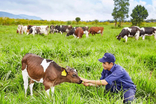 Hà Nội tạo hành lang pháp lý phát triển nông nghiệp công nghệ cao