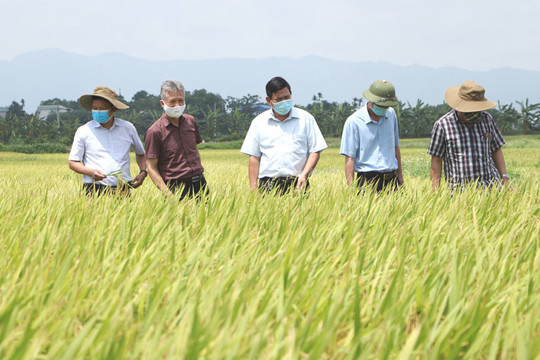 Phát triển vùng sản xuất lúa gạo chất lượng cao