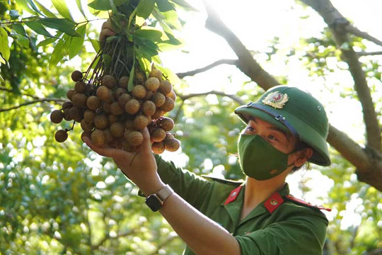 Công an huyện Ứng Hòa giúp nông dân thu hoạch, tiêu thụ nông sản