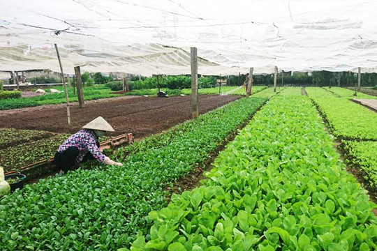 Hướng đi mới trong sản xuất nông nghiệp ở Minh Tân