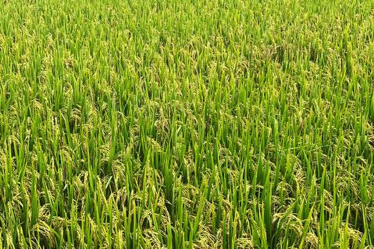 Thu hoạch lúa mùa ở Phúc Thọ: Khuyến khích bố trí mỗi xứ đồng một chốt kiểm tra y tế