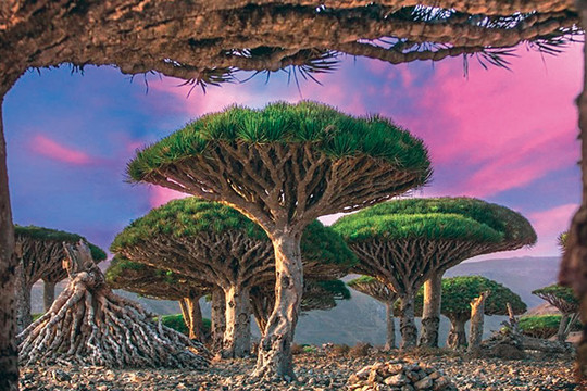 Socotra - ''vùng đất ngoài hành tinh''