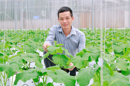 Các địa phương của Hà Nội cần chủ động chính sách hỗ trợ sản xuất nông nghiệp
