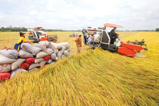 Giá lúa gạo tăng - giảm trái chiều