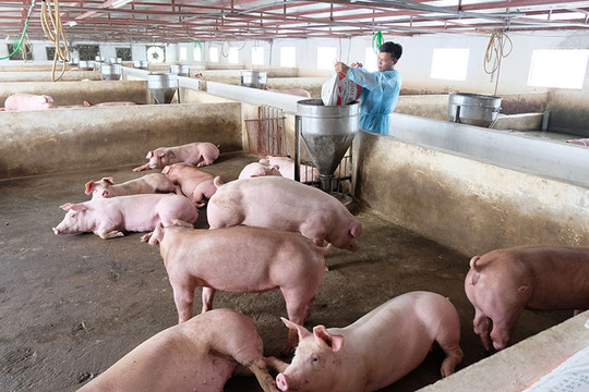 Giá lợn hơi giảm sâu, thấp nhất 45.000 đồng/kg
