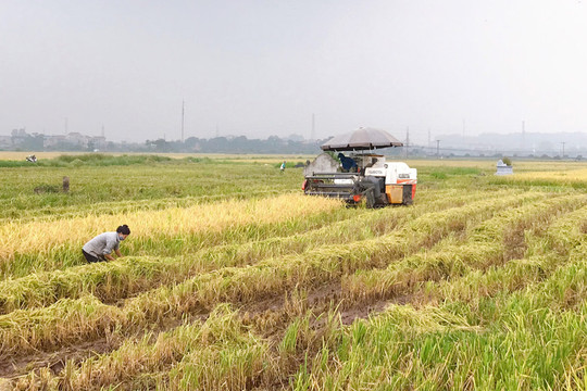 Nông nghiệp Hà Nội: Vào vụ sản xuất mới với mục tiêu kép