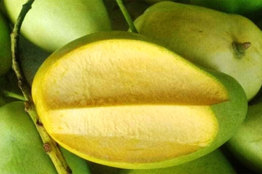 Xoài tứ quý Bến Tre