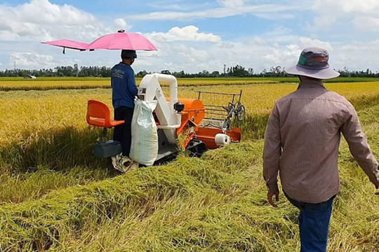 Giá lúa gạo duy trì ổn định