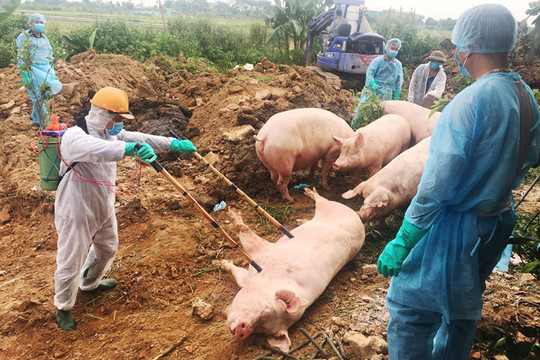 Tiêu hủy 112.092 con lợn mắc bệnh Dịch tả lợn châu Phi