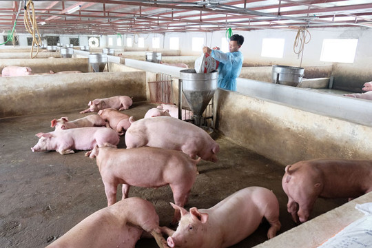 Giá lợn hơi giảm kỷ lục, thấp nhất 35.000 đồng/kg