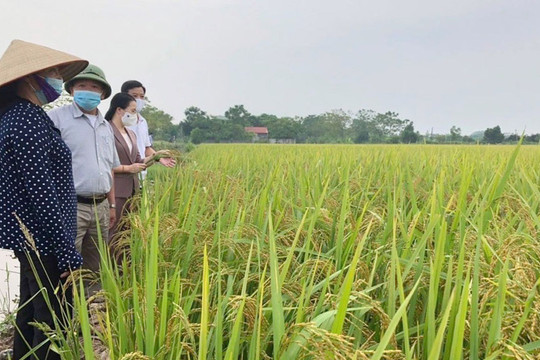 Liên kết tiêu thụ lúa gạo tại Hà Nội: Mang lại nhiều lợi ích