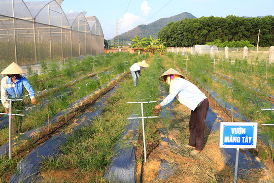 Sản xuất rau màu tại Hà Nội: Linh hoạt các giải pháp thích ứng